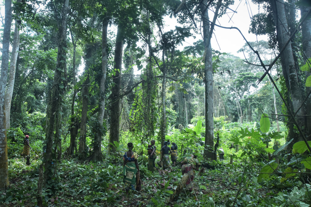  La-RDC-abrite-la-deuxième-plus-grande-forêt-tropicale-du-monde.